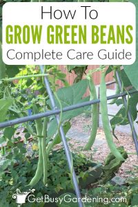Growing Green Beans: The Complete How To Guide - Get Busy Gardening