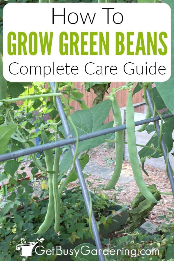 How To Grow Green Beans Complete Care Guide