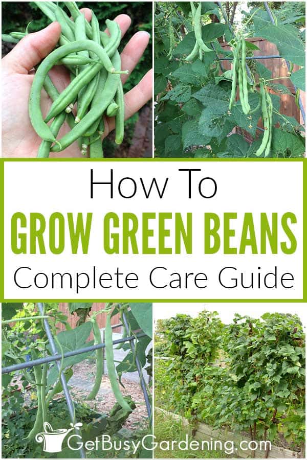 How To Grow Green Beans Complete Care Guide