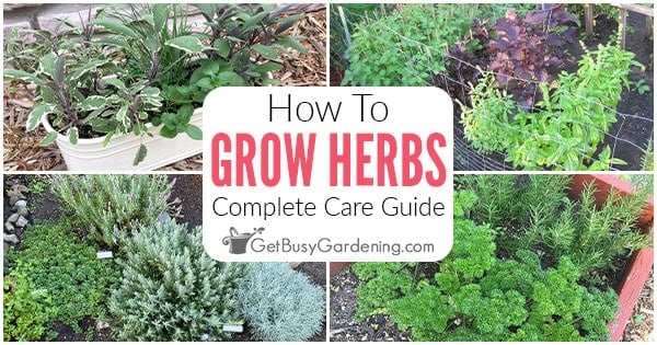 Growing Herbs: The Complete Care Guide - Get Busy Gardening