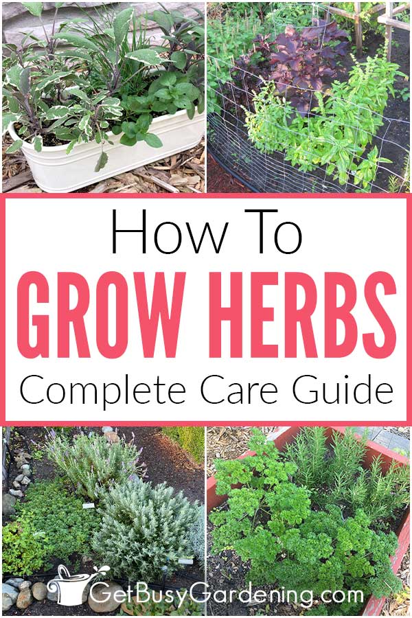 How To Grow Herbs Complete Care Guide