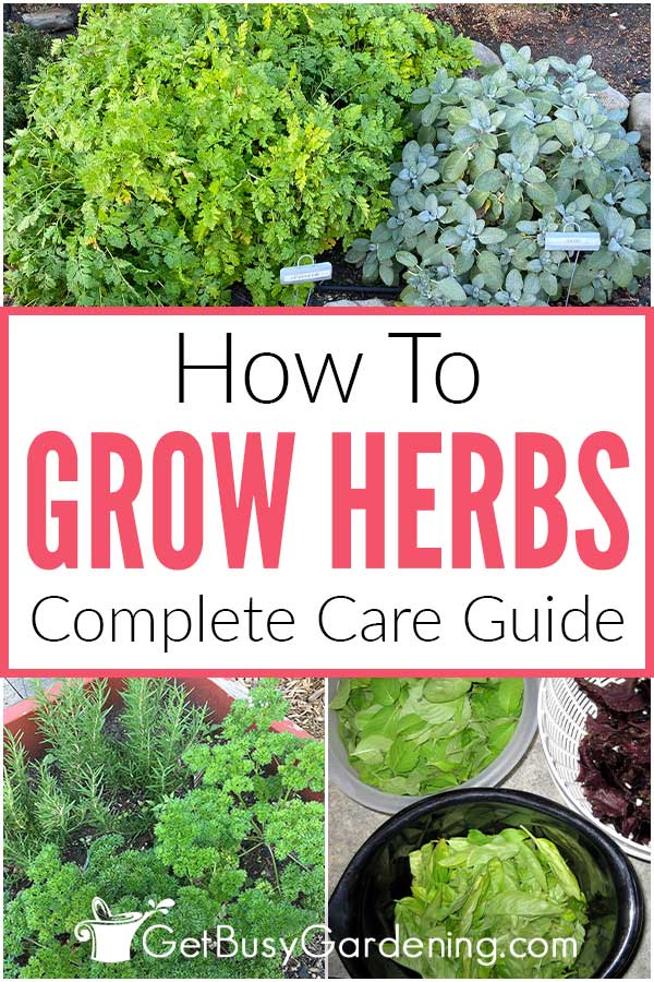 How To Grow Herbs Complete Care Guide