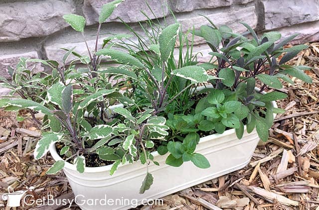 Growing herbs in a pot