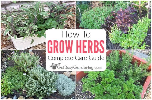 How To Grow Herbs At Home