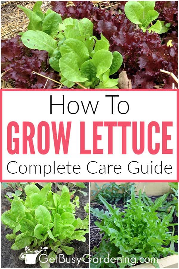 How To Grow Lettuce Complete Care Guide