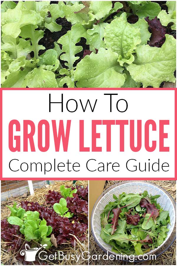 How To Grow Lettuce Complete Care Guide