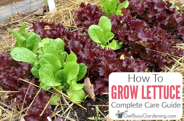 How To Grow Lettuce At Home