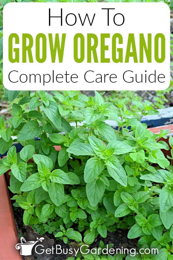 How To Grow Oregano Complete Care Guide