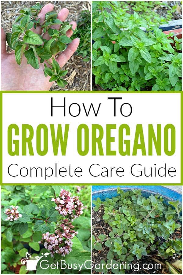 How To Grow Oregano Complete Care Guide