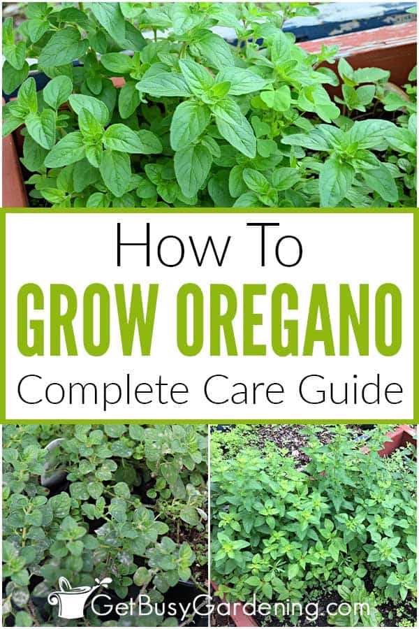 How To Grow Oregano Complete Care Guide
