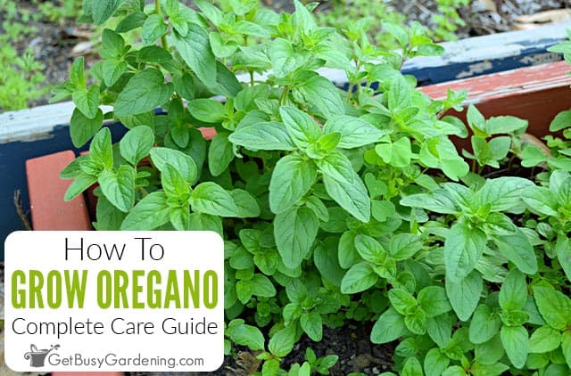 How To Grow Oregano Plant At Home