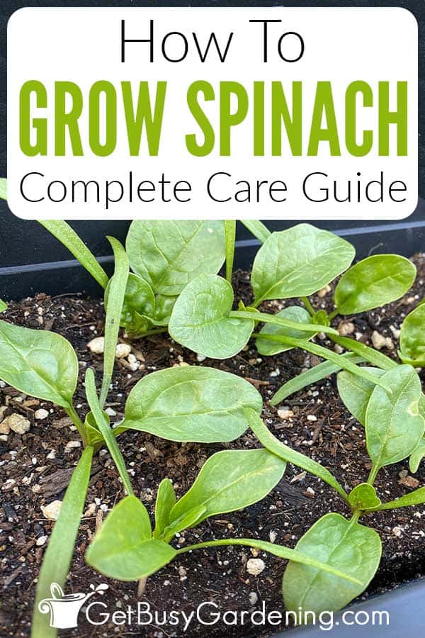 How To Grow Spinach Complete Care Guide