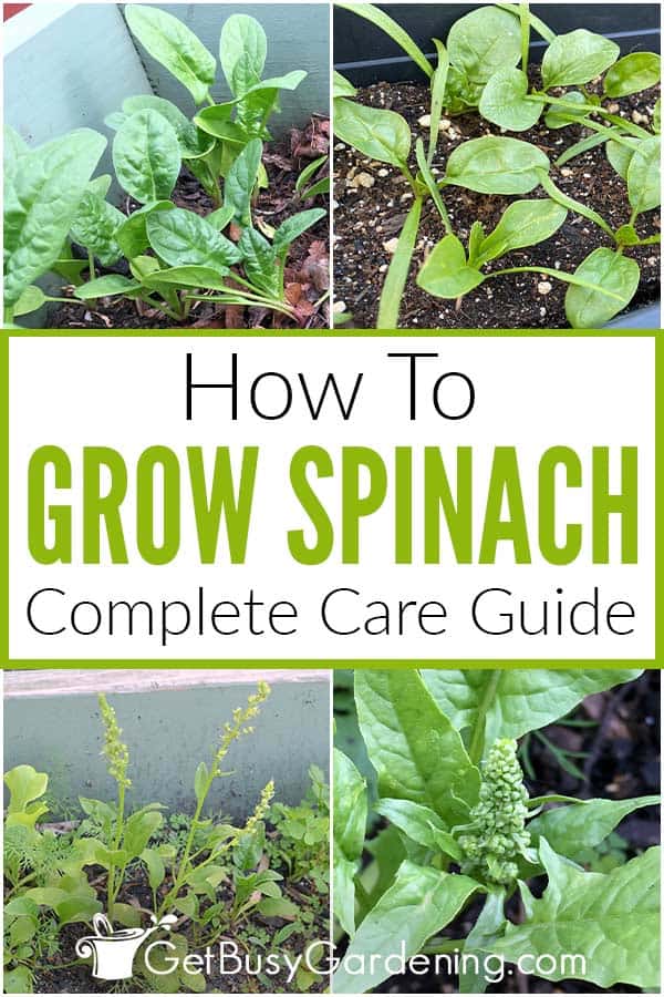 How To Grow Spinach Complete Care Guide