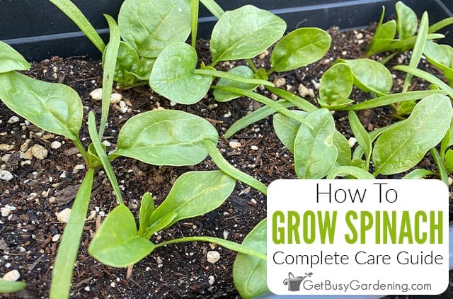 How To Grow Spinach At Home
