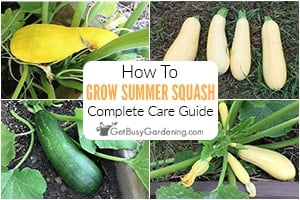 How To Grow Summer Squash At Home