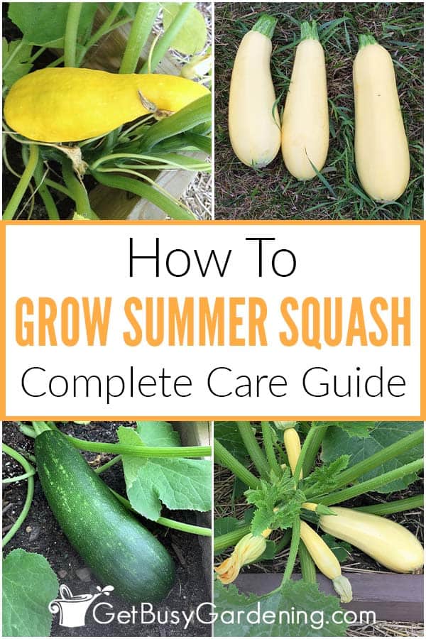 How To Grow Summer Squash Complete Care Guide