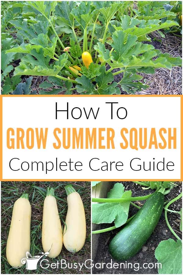 How To Grow Summer Squash Complete Care Guide