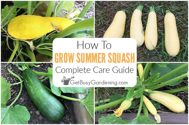 How To Grow Summer Squash At Home