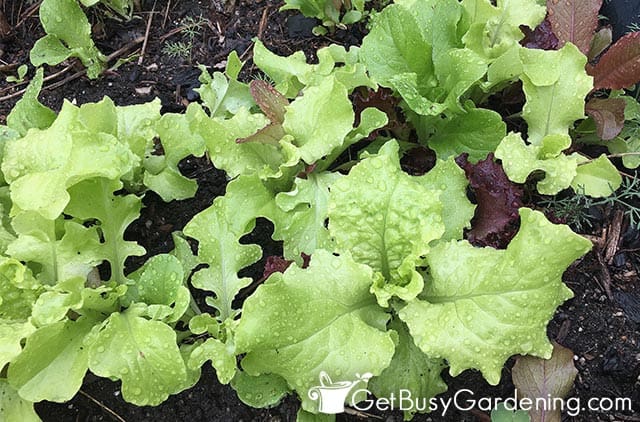 Healthy lettuce plants growing beautifully