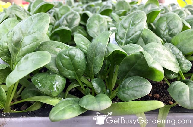 Healthy spinach plants growing beautifully