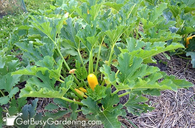 Healthy summer squash plant growing in the garden