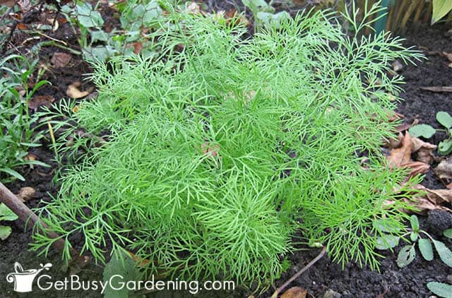 Mature dill plant growing in my garden