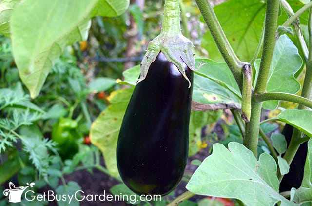 Mature eggplant ready to harvest