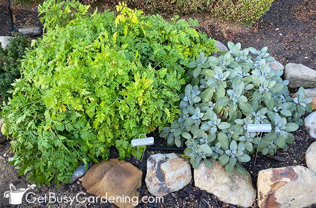Mature feverfew and sage herb plants
