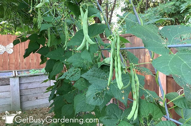 Mature green beans ready to harvest