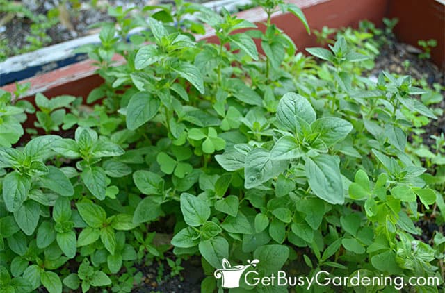 Mature oregano growing in my garden