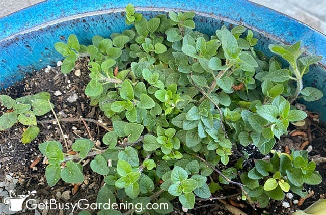 My oregano growing in a pot