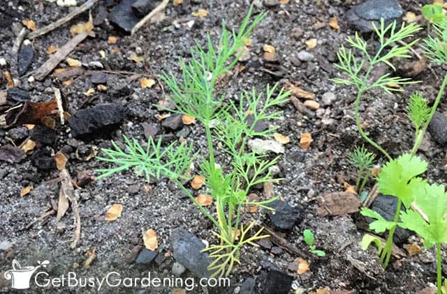 Newly planted dill growing larger