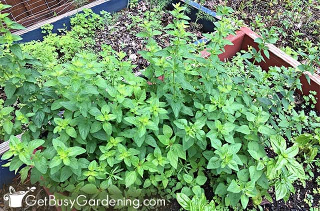 Oregano plants bolting and going to seed