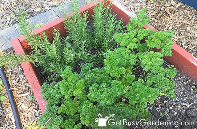 Rosemary and parsley herbs growing in a raised bed