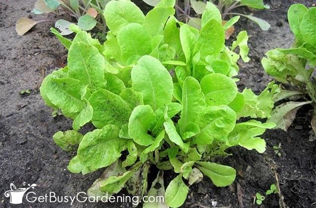 Small lettuce plants growing larger
