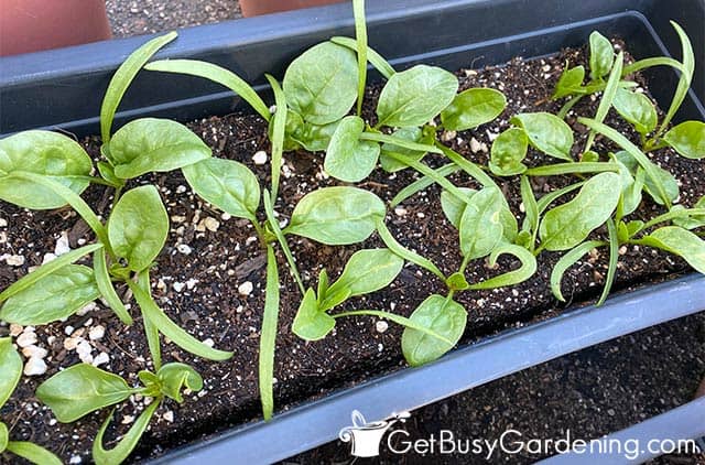 Spinach growing in a pot