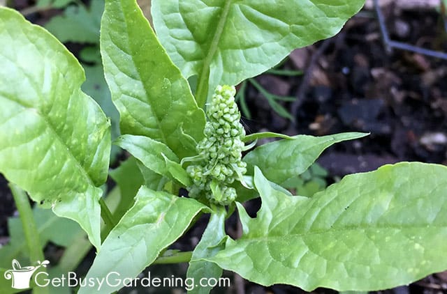 Spinach plant just starting to flower