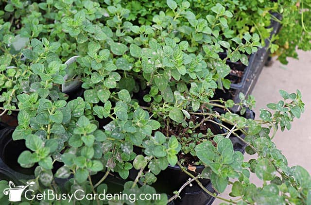 White powdery mildew spots on oregano leaves