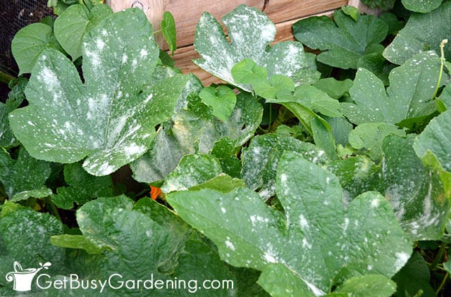 White powdery mildew spots on summer squash leaves