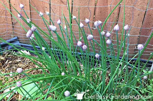 Budding chives in early summer