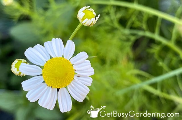 Chamomile flower ready to pick