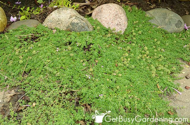 Creeping thyme ground cover in my garden
