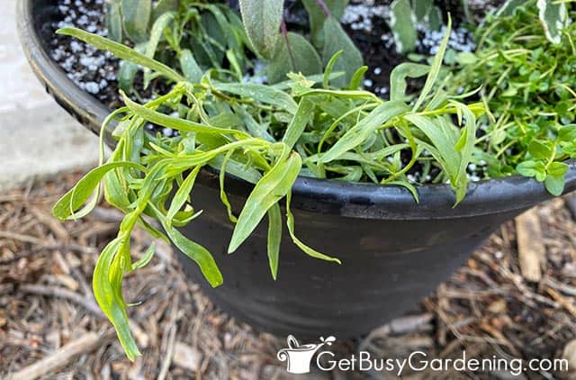 Droopy leaves on dehydrated tarragon plant