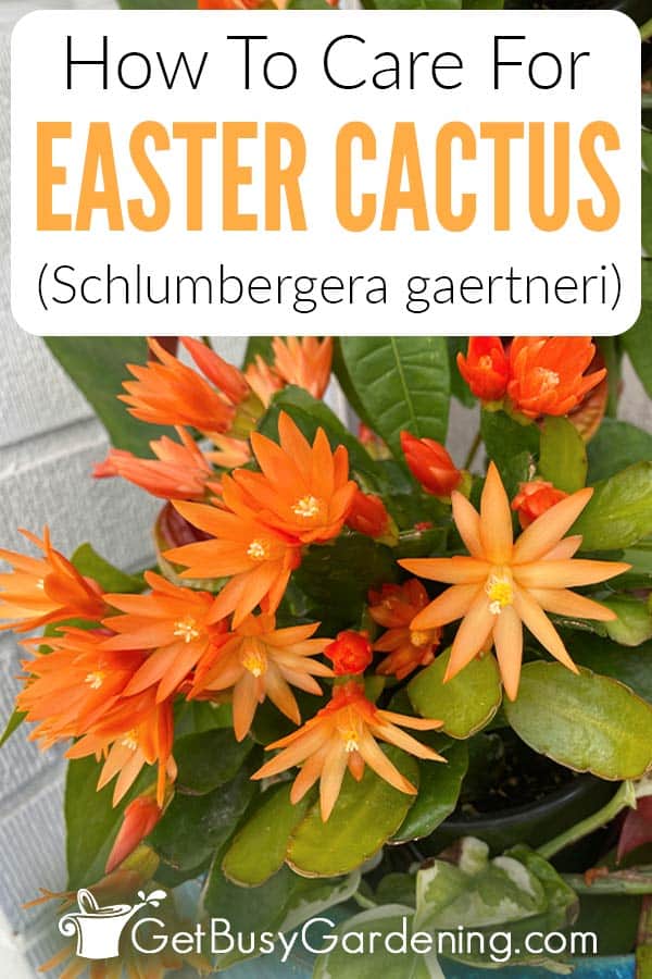 How To Care For Easter Cactus (Schlumbergera gaertneri)