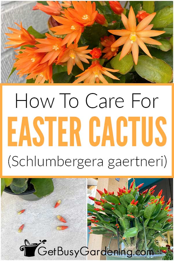 How To Care For Easter Cactus (Schlumbergera gaertneri)