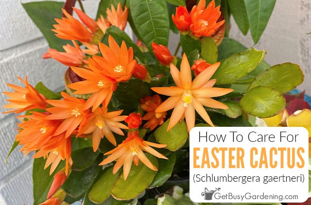 How To Care For An Easter Cactus Plant (Schlumbergera gaertneri)