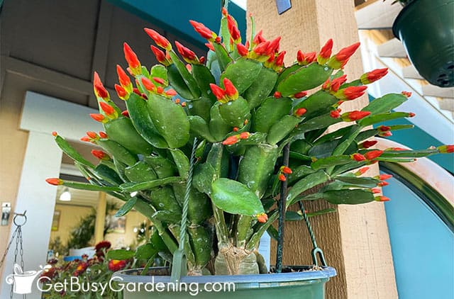 Easter cactus growing outside in a hanging basket