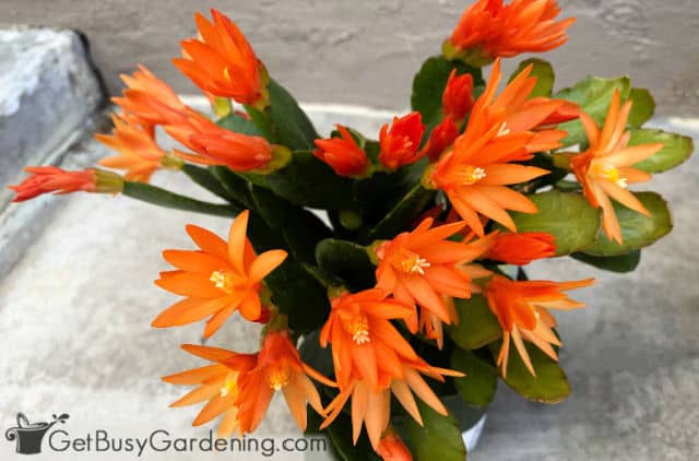 Easter holiday cactus plant