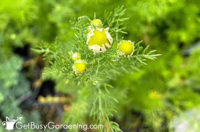 Flower buds starting to open on chamomile