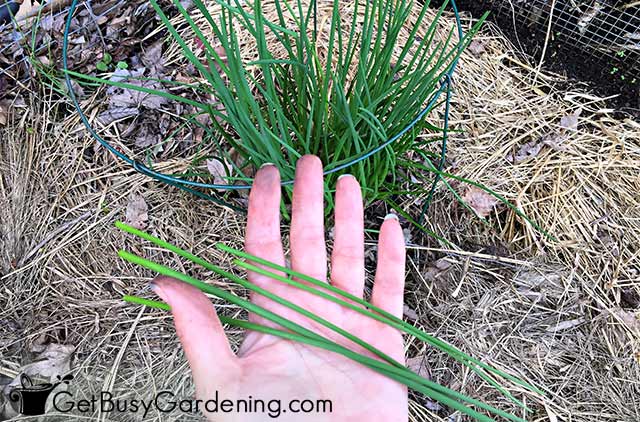 Freshly picked chives ready to eat